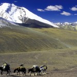 Ladakh_Markha_060286